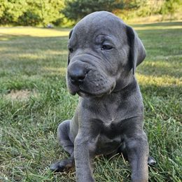 June - Blue female Great Dane puppy in Grass Lake, Michigan from Harrison Danes
