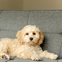 Elsa - Cockapoo