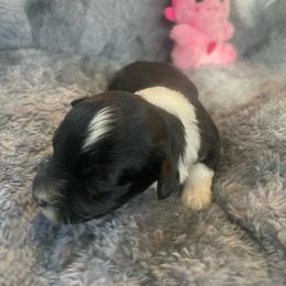 Black White F - Black and white female Aussiedoodle puppy in Bee Branch, Arkansas from Scroggins Creek Doodles