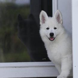 Berger Blanc Suisse Puppies from Nasha Comanda White Swiss Shepherds