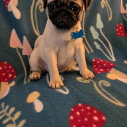 Pug Puppies from Lisa's Pugalicious Pugs