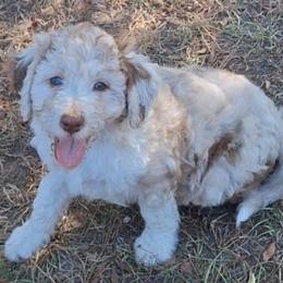 Eloise - Brown merle female Aussiedoodle puppy in Grand Saline, Texas from Aussies Acre