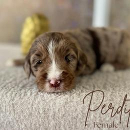 Perdita - Chocolate merle female Bernedoodle puppy in Fort Pierce, Florida from Gentle Giants Doodle Co.