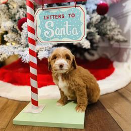 Boy 6 - Red male Australian Labradoodle puppy in Florence, New Jersey from Royal Manor Labradoodles