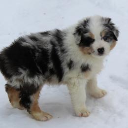 Oscar - Blue merle male Australian Shepherd puppy in Kansas, Oklahoma from Windy G Farm