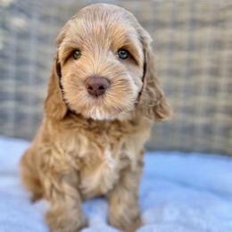 Woody - Caramel male Australian Labradoodle puppy in Morgan Hill, California from Loving Labradoodles