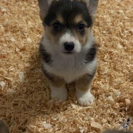 Kora - Black and tan female Pembroke Welsh Corgi puppy in Helmville, Montana from Calie’s Corgis
