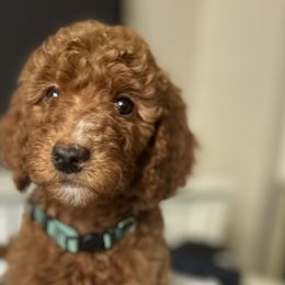 Goldendoodles from Newport Doodles