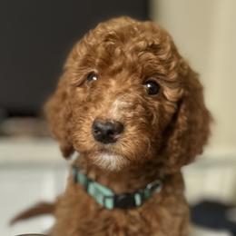 Goldendoodles from Newport Doodles