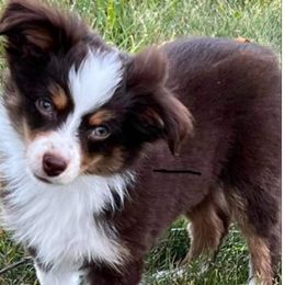Zig - Toy Australian Shepherd