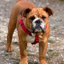 Bulldog puppies from Wright Way Retrievers
