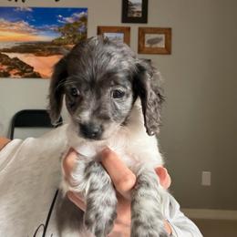Boy 3 - Brown white and tan male Cockapoo puppy in Joplin, Missouri from Double J Cockapoos