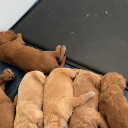 Goldendoodle Puppies from Henriquez Puppies