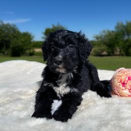 Marge - Black and white female Bernedoodle puppy in Osage City, Kansas from Golden Ridge Goldens