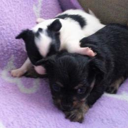 Chihuahua Puppies from Chilove Chihuahuas