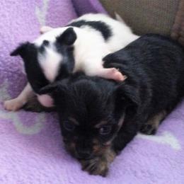 Chihuahua Puppies from Chilove Chihuahuas