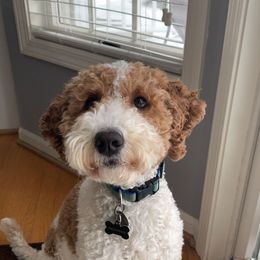 Juliet - Goldendoodle