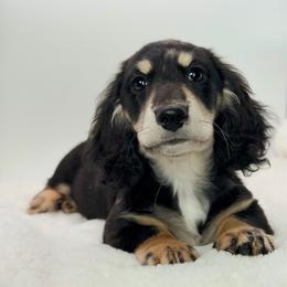 Patrick - Dapple male Dachshund puppy in Moses Lake, Washington from Evergreendox Dachshunds
