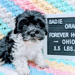 Girl 5 - Black and white Bernedoodle puppy in Ohio from Mini Doodle Buddies