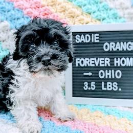 Girl 5 - Black and white Bernedoodle puppy in Ohio from Mini Doodle Buddies