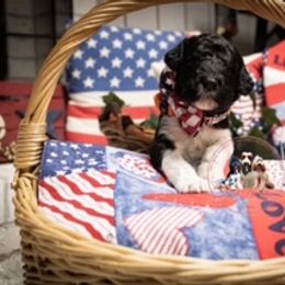 Goldendoodle Puppies from Best Doodles