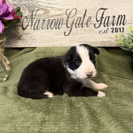 Lady - Black and white female Border Collie puppy in Moody, Texas from Narrow Gate Farm