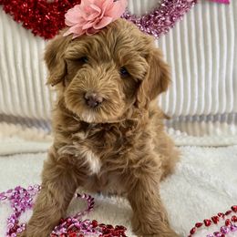 Goldendoodle Puppies from Gilbert Az Doodles
