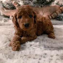 Goldendoodle puppies from Gentry Goldendoodles