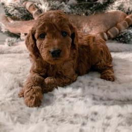 Goldendoodle puppies from Gentry Goldendoodles