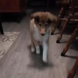 Lady Aisling - Sable merle and white female Collie puppy in Elmhurst, Illinois from Stacey's Collies