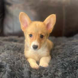 WM F3 - Red female Pembroke Welsh Corgi puppy in Stockton, Iowa from Infinity Corgis