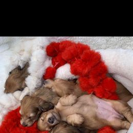 Dachshund Puppies from Channelledox