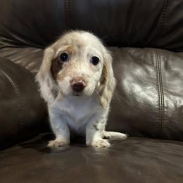 Dachshund Puppies from Carter's Kennels