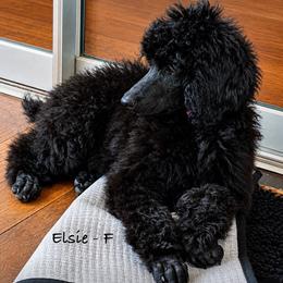 Elsie - Blue female Poodle puppy in Greenwich, New York from MizzElle’s Standard Poodles