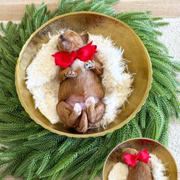 POSH SPICE - SPICE GIRLS LITTER - Red  female Goldendoodle puppy in Bell Buckle, Tennessee from Precious Puptown Doodles