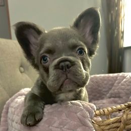 Jellybean - Blue female French Bulldog puppy in Wauseon, Ohio from Cutie Pied Fluffies