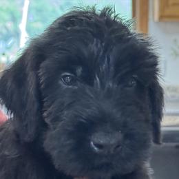 Boy 6 - Black male Giant Schnauzer puppy in North Royalton, Ohio from Mandy’s Giant Schnauzers