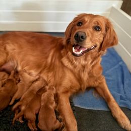 Purple - Dark golden female Golden Retriever puppy in Lebanon, Oregon from Dark Goldens on Hilltop