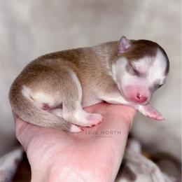 Pomsky Puppies from True North Pomskies