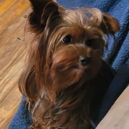Figgy - Yorkshire Terrier