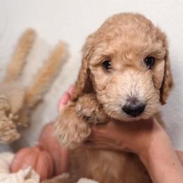 Fig - Cream female Goldendoodle puppy in Auburn, California from Golden Acre Doodles