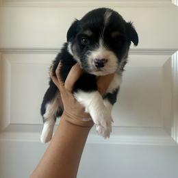 Cove- glamour coat male - Black and tan male Pembroke Welsh Corgi puppy in Red Bluff, California from Wilder Ranch Corgis