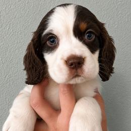 Prince - Liver white and tan male English Springer Spaniel puppy in Fort White, Florida from Thunderbird Springers