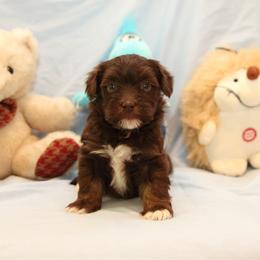 AKC Female 1 - Chocolate female Havanese puppy in South Carolina from Premier Havanese Dogs