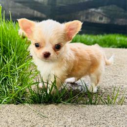 Milo - Cream and white male Chihuahua puppy in Dayton, Ohio from Petite Pups