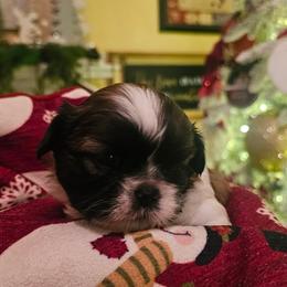 Girl 3 - Gold and white female Shih Tzu puppy in North Carolina from WillowCreek Mountain View Shih Tzu