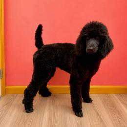 Elsie - Blue female Poodle puppy in Greenwich, New York from MizzElle’s Standard Poodles