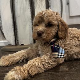 Elmer - Caramel cream male Labradoodle puppy in Camden, North Carolina from Oopsie Doodles of NC