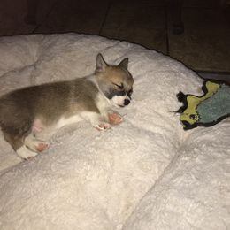 Pembroke Welsh Corgi Puppies from Indian Valley Corgies