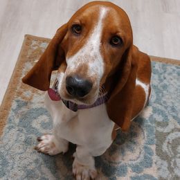 Basset Hounds from JAK Basset